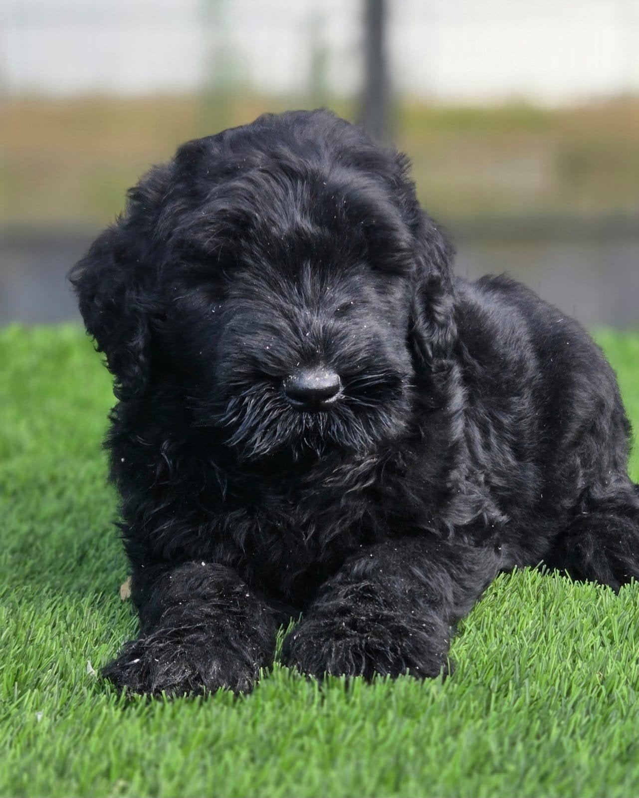 TE KOOP MOOIE BLACK RUSSIAN TERRIER PUPS (geen bouvier)