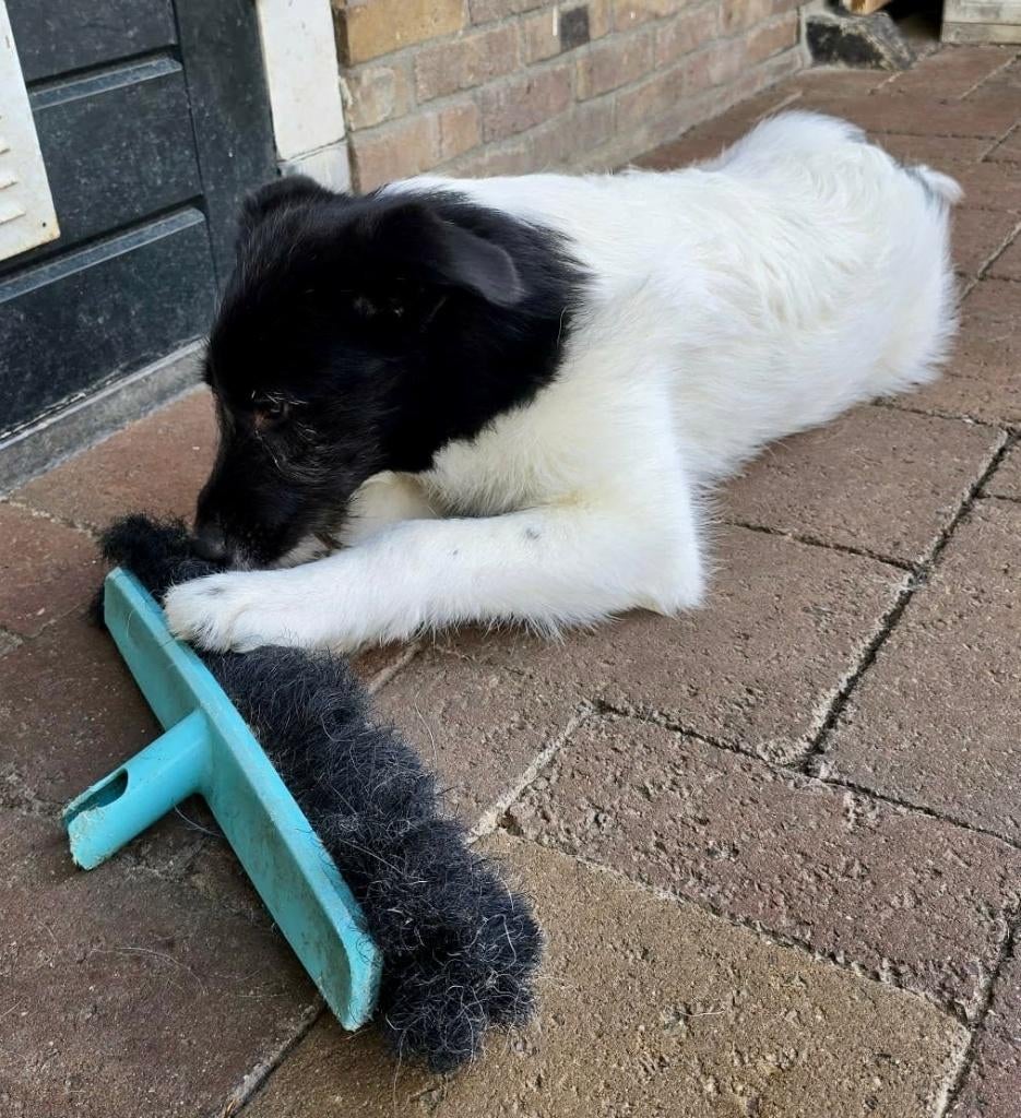 VIDA, RUSTIG, MENSGERICHT, LIEF, JONG, TEEFJE, ZOEKT FAMILIE, Dieren en Toebehoren, Honden | Niet-rashonden, 15 weken tot 1 jaar