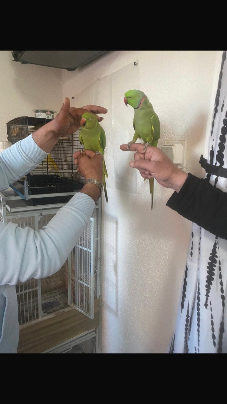 Papegaai, Dieren en Toebehoren, Meerdere dieren, Papegaai, Pratend