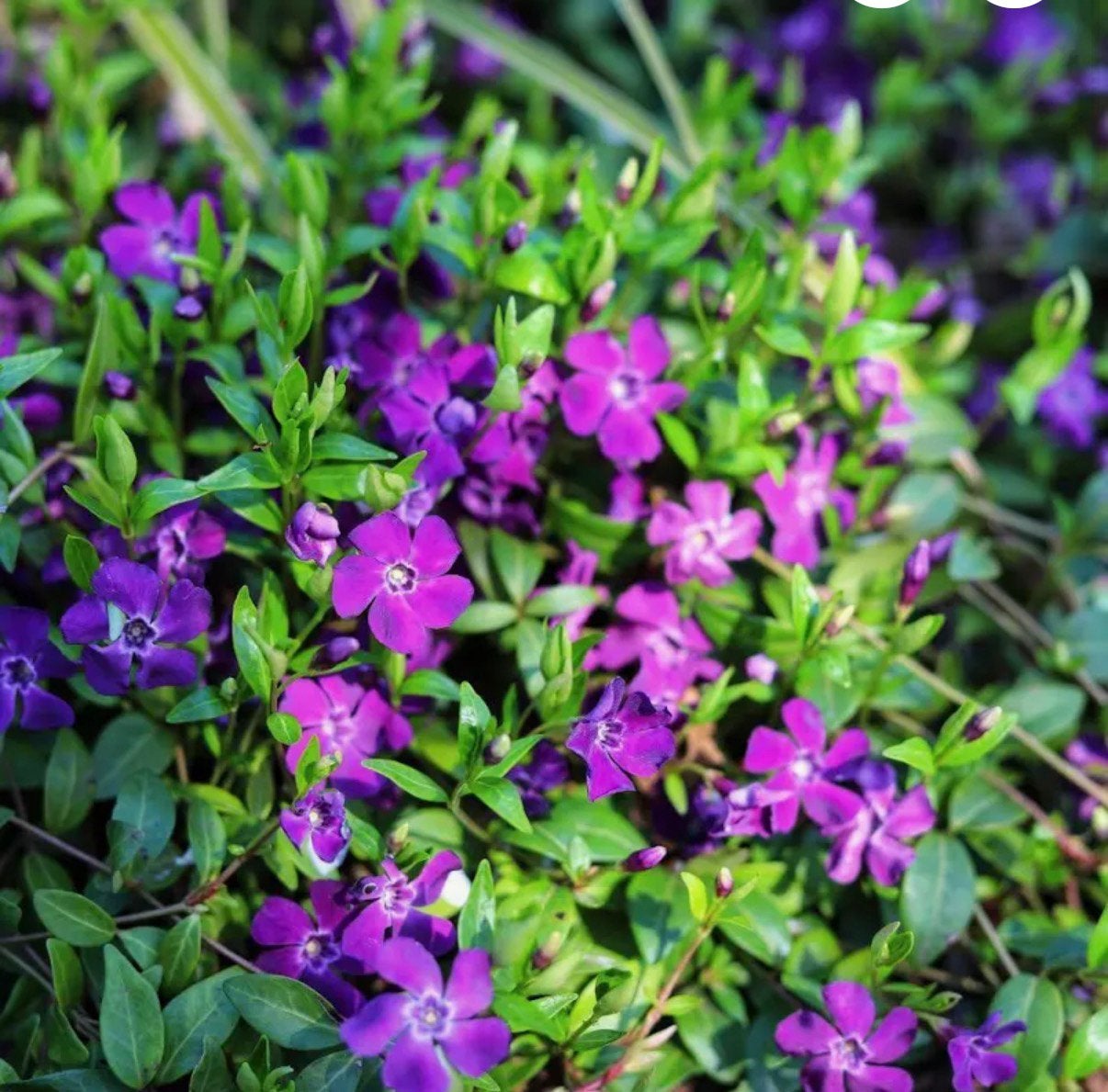 Vinca cassettes voor dak of tuin mooie groen blijvende, Ophalen of Verzenden, Overige soorten, Volle zon