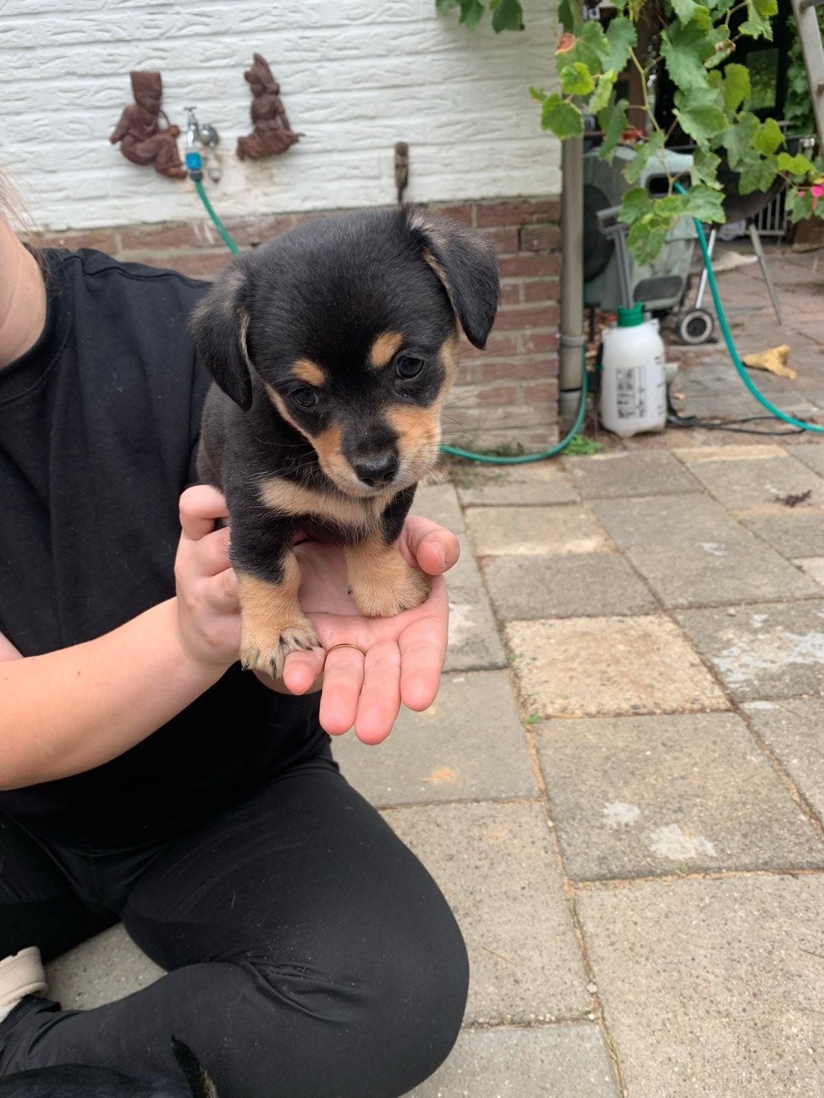 Chiweenies, Dieren en Toebehoren, Honden | Niet-rashonden, 8 tot 15 weken, Parvo, Meerdere, Meerdere dieren