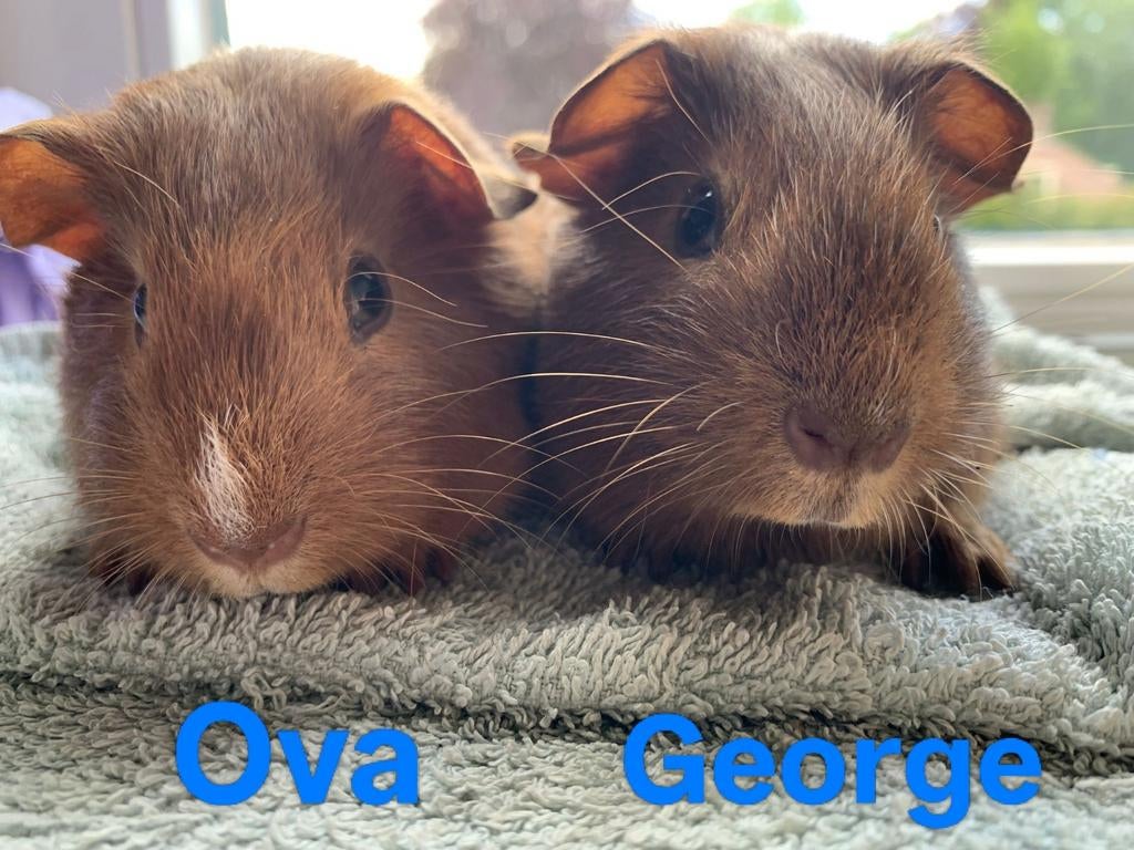 Cavia's: 2 leuke cavia broertjes, April, Mannelijk, Cavia