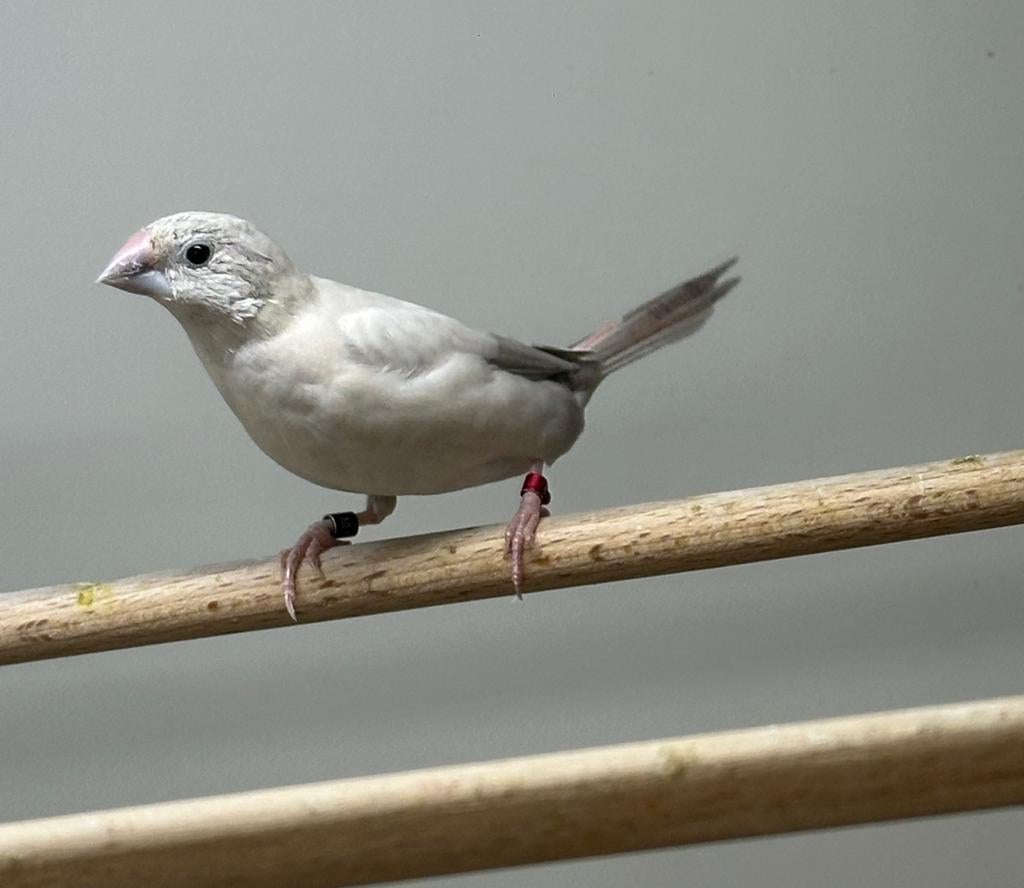 Loodbekje, Dieren en Toebehoren, Vogels | Overige Vogels, Mannelijk