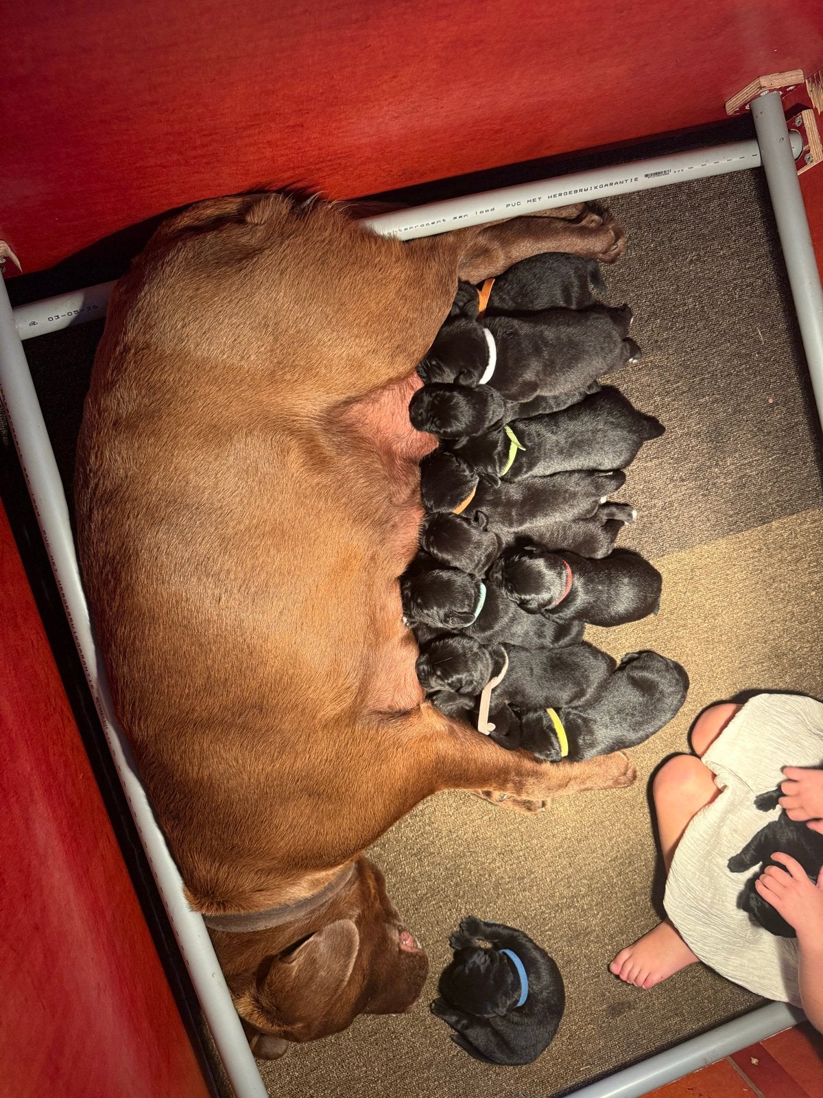Prachtige Boulab pups  Labrador x Berner Sennen, 8 tot 15 weken, Groot, CDV (hondenziekte), Meerdere