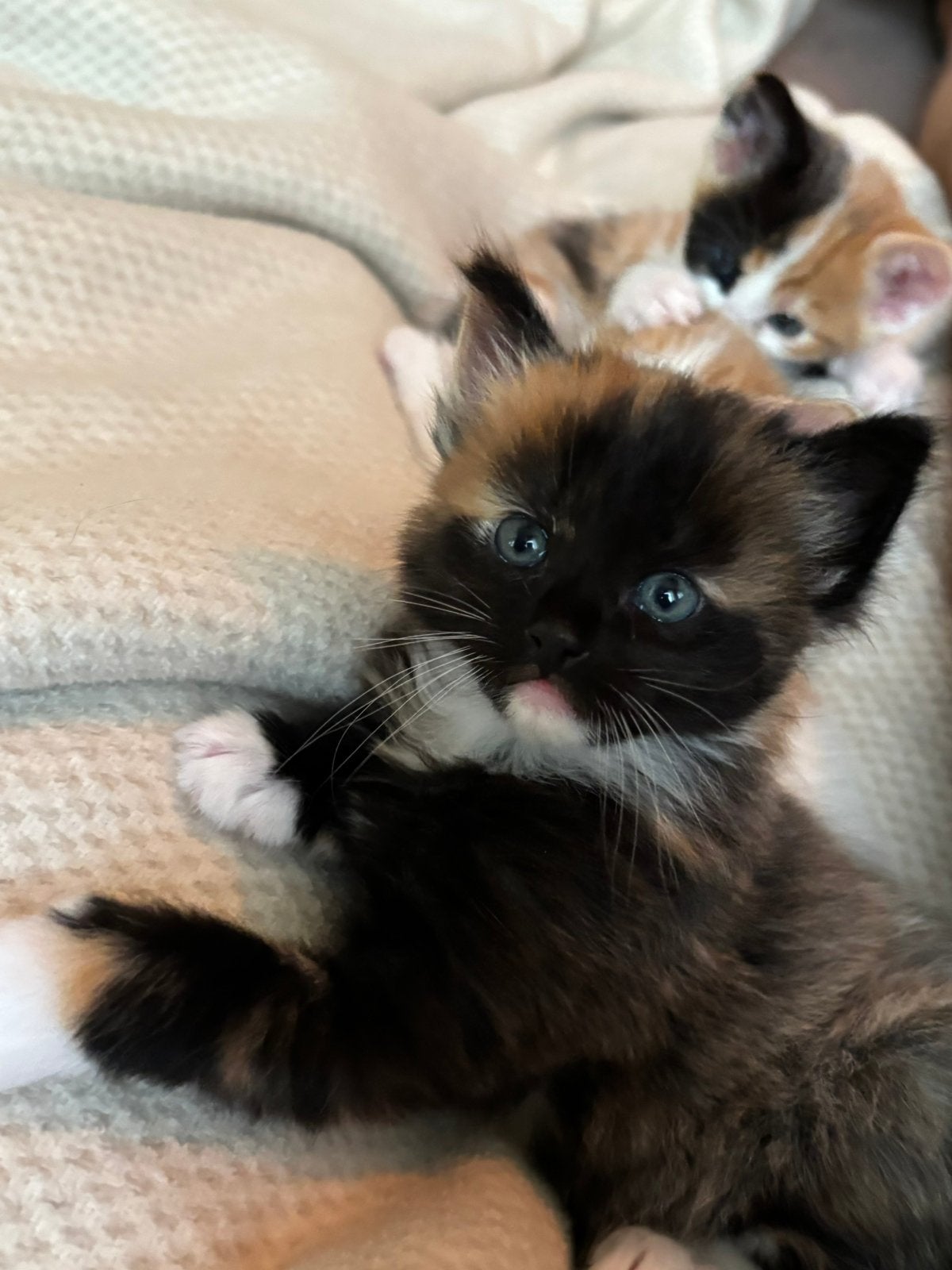 Aanhankelijke (langharige) kittens, Dieren en Toebehoren, Meerdere dieren, Ontwormd, 0 tot 2 jaar
