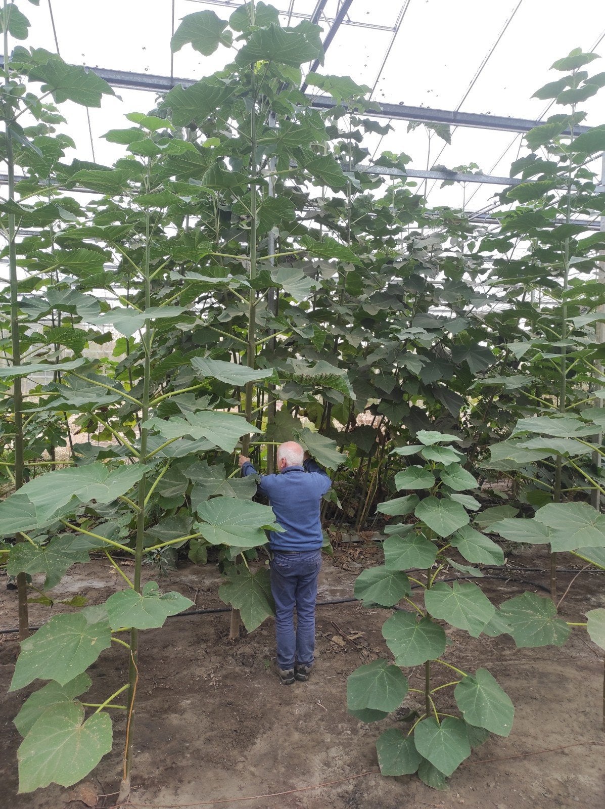Pauwelonia tomentosa Kiri, Ophalen, Volle zon, Overige soorten