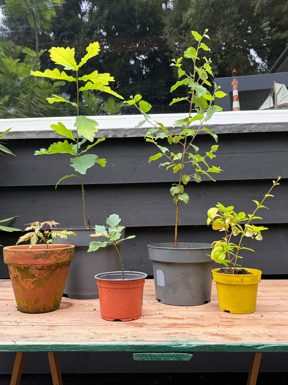 Diverse mini boompjes: zomereik, berk, Japanse esdoorn, Tuin en Terras, Bloeit niet, Halfschaduw, Overige soorten, Minder dan 100 cm