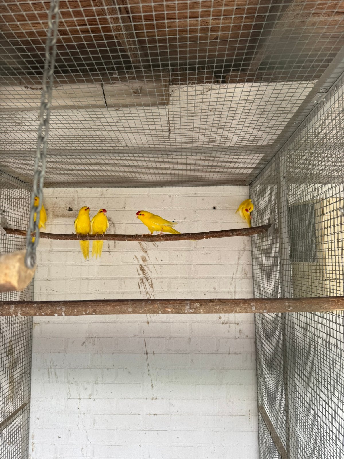 Kakarikie, Meerdere dieren, Parkiet, Geringd