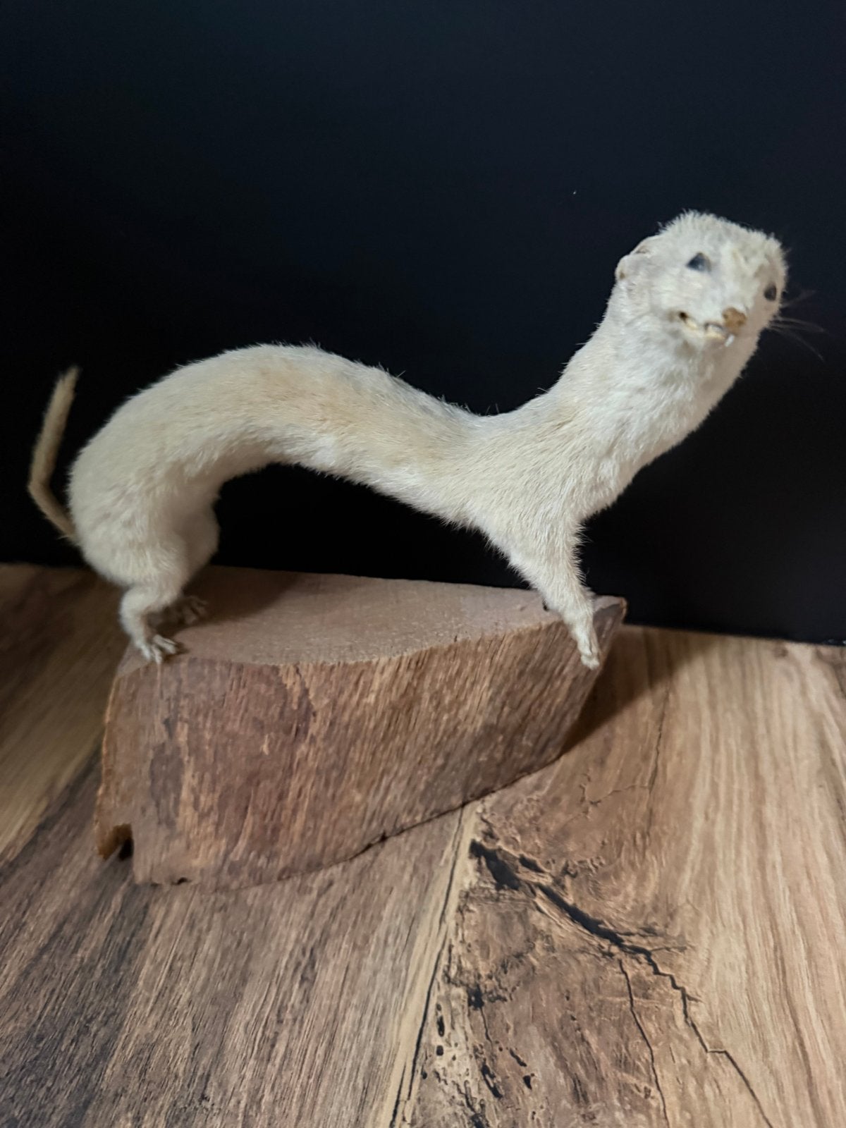 Opgezette hermelijn, Verzamelen, Ophalen of Verzenden, Zo goed als nieuw, Wild dier, Opgezet dier