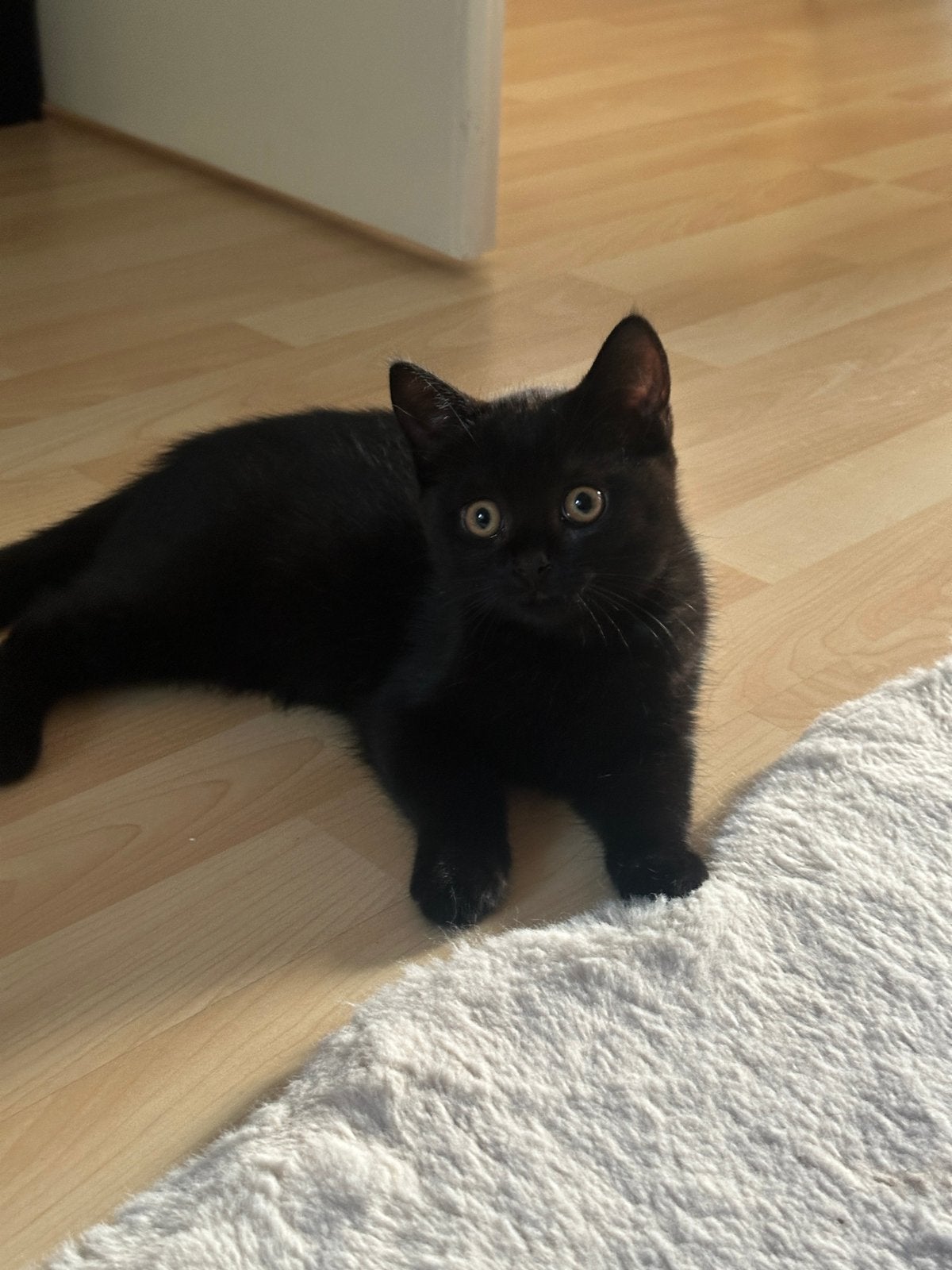 Britse korthaar kittens 12 weken, Meerdere dieren, Kortharig, 0 tot 2 jaar