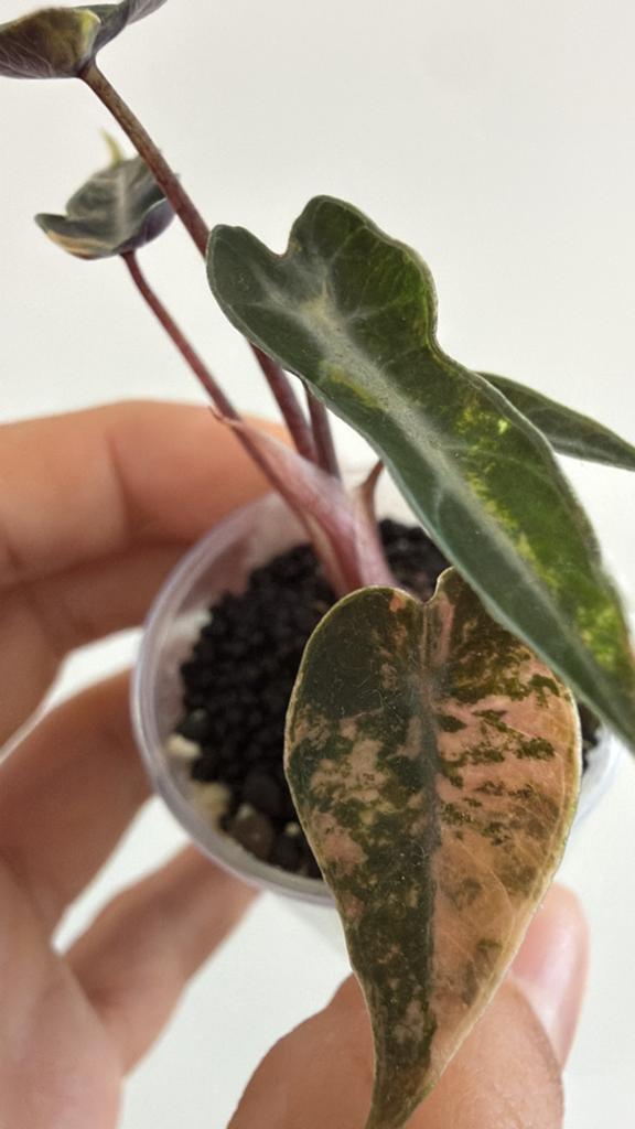 Alocasia Bambino Aurea, Ophalen of Verzenden, Halfschaduw, Minder dan 100 cm