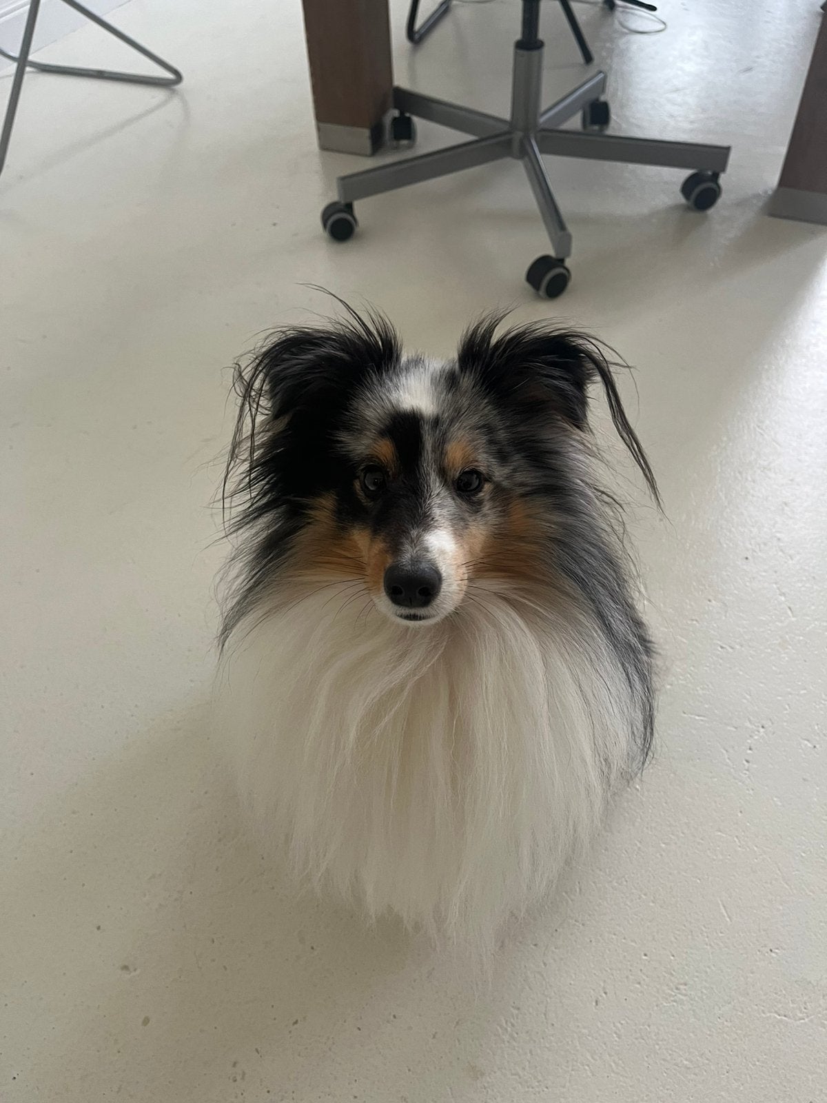Hondenoppas aangeboden Hondenopvang - Honden Oppas, Overige merken, Ophalen, Nieuw, Overige typen