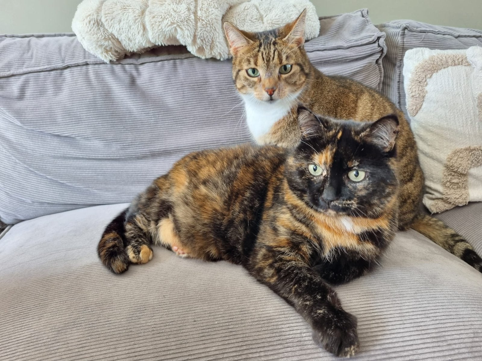 2 lieve poezen, Poes