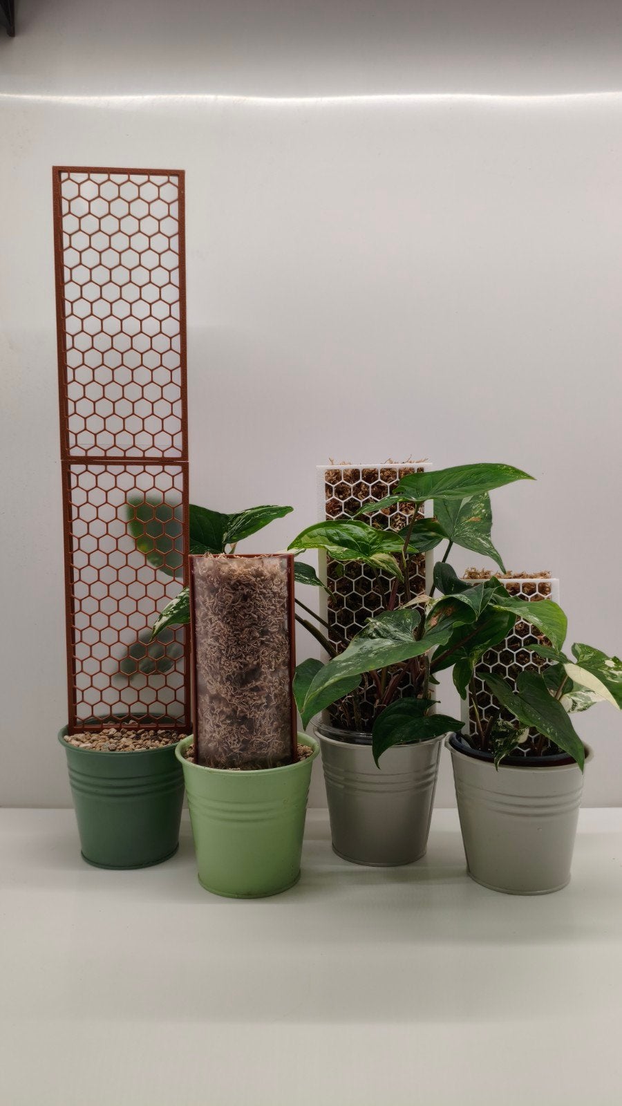 Mospaal voor planten, Ophalen of Verzenden, Halfschaduw, Minder dan 100 cm