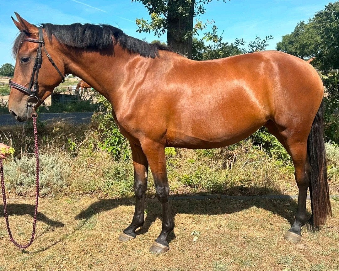 Topbrave 4 jr PRE x KWPN merrie 1,67m(recr-manege-sport), Dieren en Toebehoren, Merrie, Met stamboom, Dressuurpaard, Zadelmak