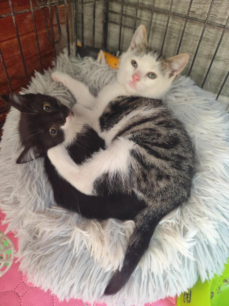 Jarela, Pimenton, gered uit een motorkap, 12-03-2026 geboren, Kater, Kortharig