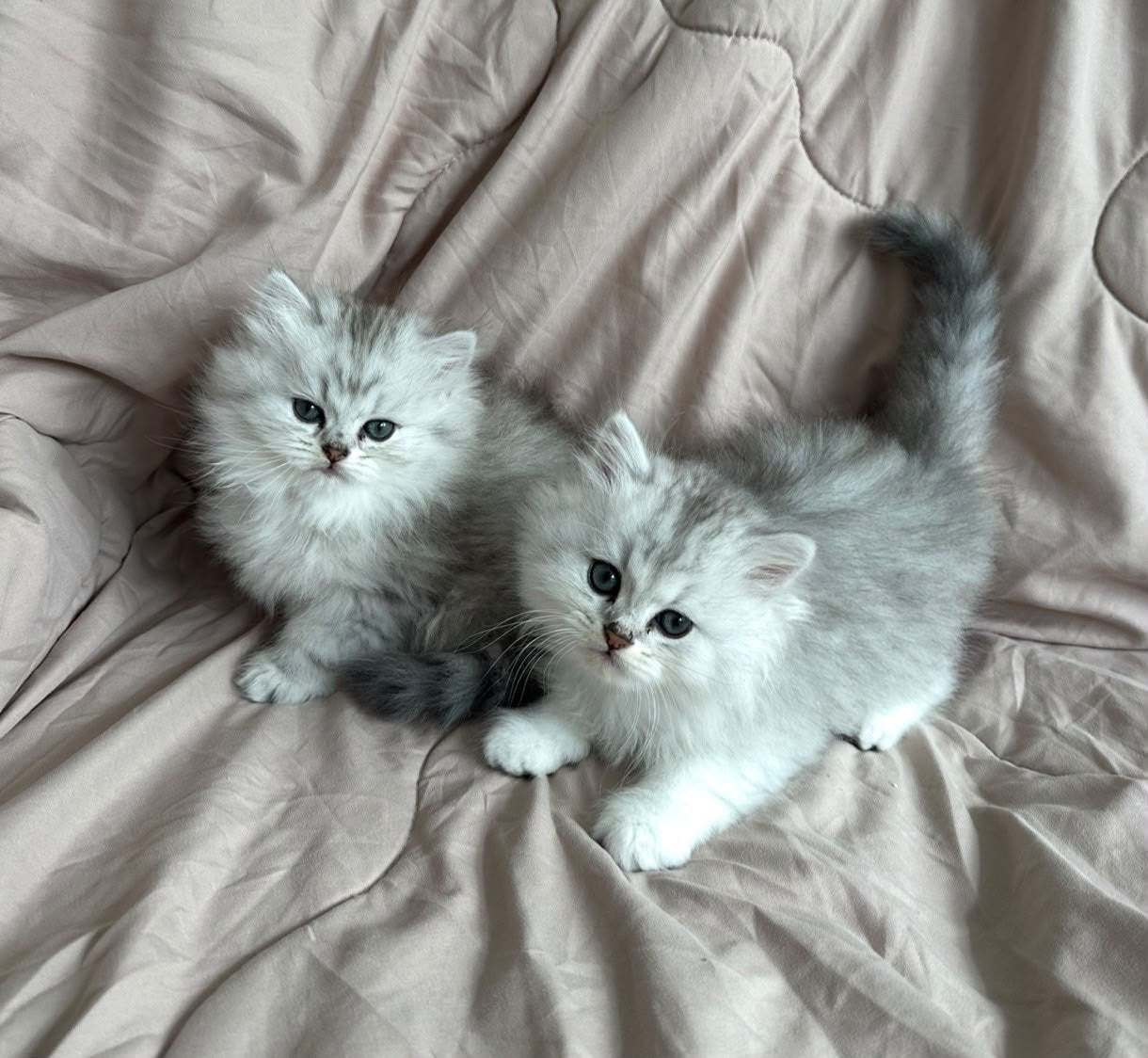 2 Zilvere Britse langhaar kittens! Alleen samen., Poes, Ontwormd, 0 tot 2 jaar