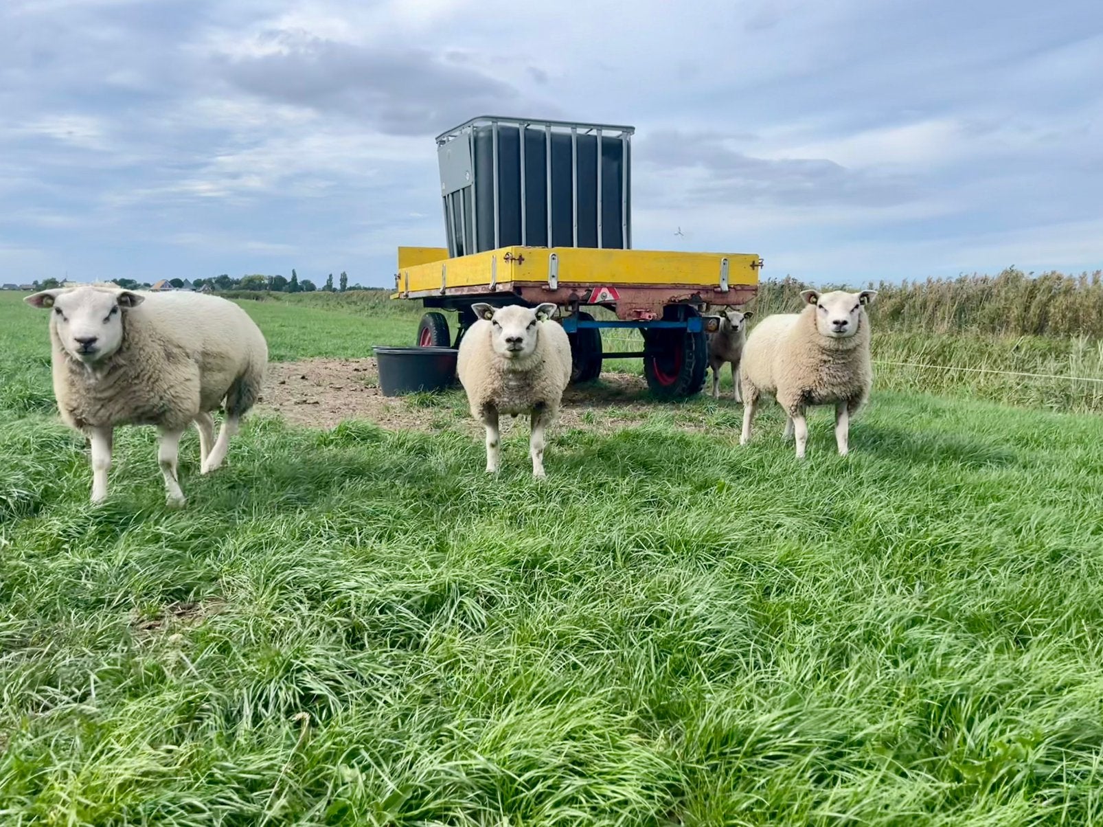 Mooie ontwikkelde texelaar dekrammen, Dieren en Toebehoren, Schapen, Geiten en Varkens, Mannelijk, Schaap, 0 tot 2 jaar