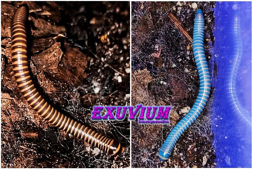 Benoitolus siamensis miljoenpoten / millipedes, Dieren en Toebehoren, Overige soorten