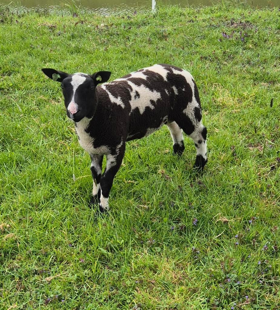 Bonte ram, Dieren en Toebehoren, Mannelijk, Schaap, 0 tot 2 jaar