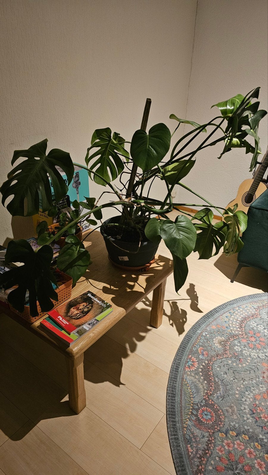 Gezonde Monstera Deliciosa (2-3 jaar oud) met pot en schotel, Ophalen, Overige soorten, Volle zon