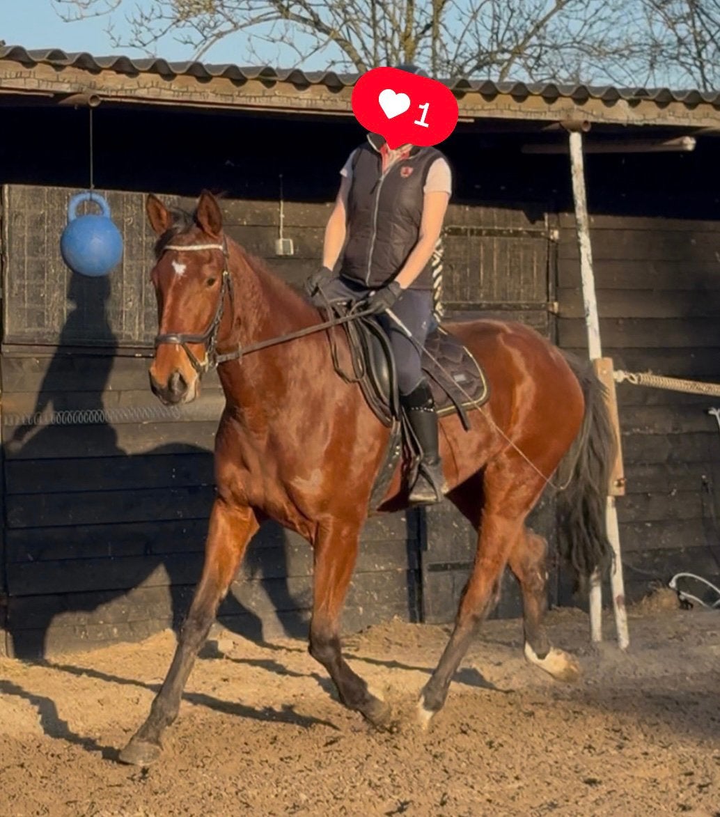 Groot 3,5 jarig recreatie paard / draver merrie, Merrie, Zadelmak, 3 tot 6 jaar, 160 tot 165 cm
