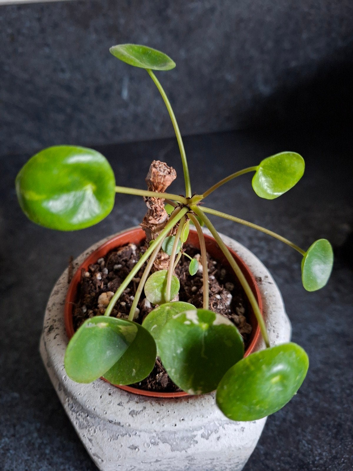 pilea splash, Ophalen of Verzenden, Halfschaduw, Minder dan 100 cm