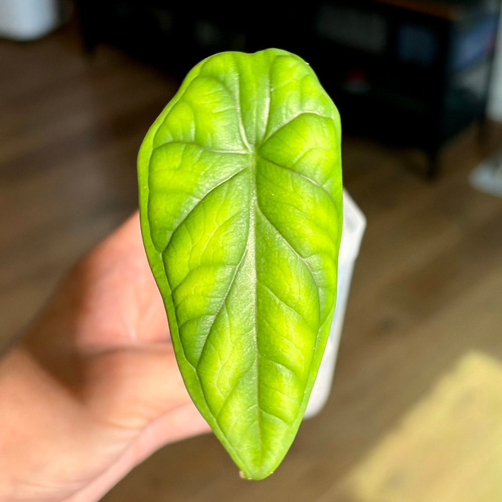 Alocasia Dragon Scale, Huis en Inrichting, Kamerplanten, Ophalen of Verzenden, Halfschaduw, Minder dan 100 cm