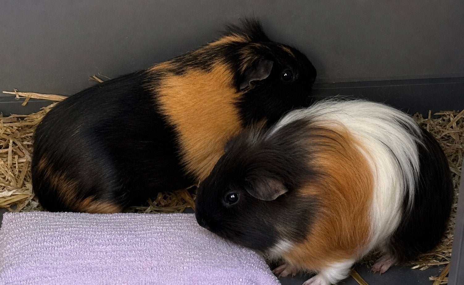2 cavia dames met kunststof buitenkooi, Dieren en Toebehoren, Mei, Vrouwelijk, Cavia