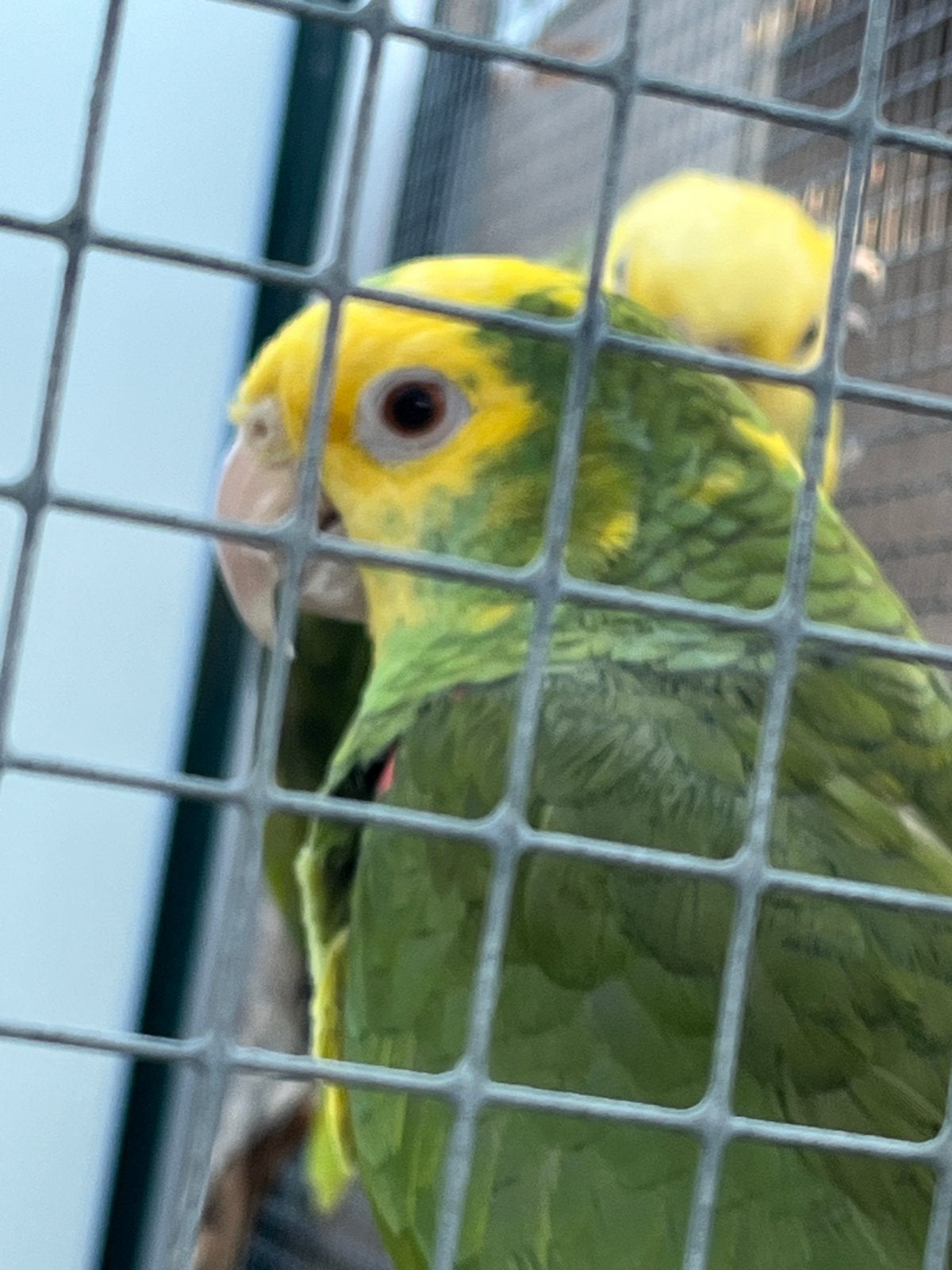Amazona oratrix, Dieren en Toebehoren, Vogels | Parkieten en Papegaaien, Papegaai, Pratend