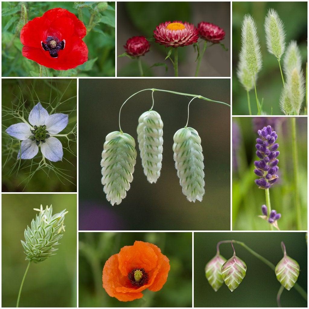 Zadenpakket DROOGBLOEM groot 8+1 gratis!, Ophalen of Verzenden, Voorjaar, Volle zon, Zaad