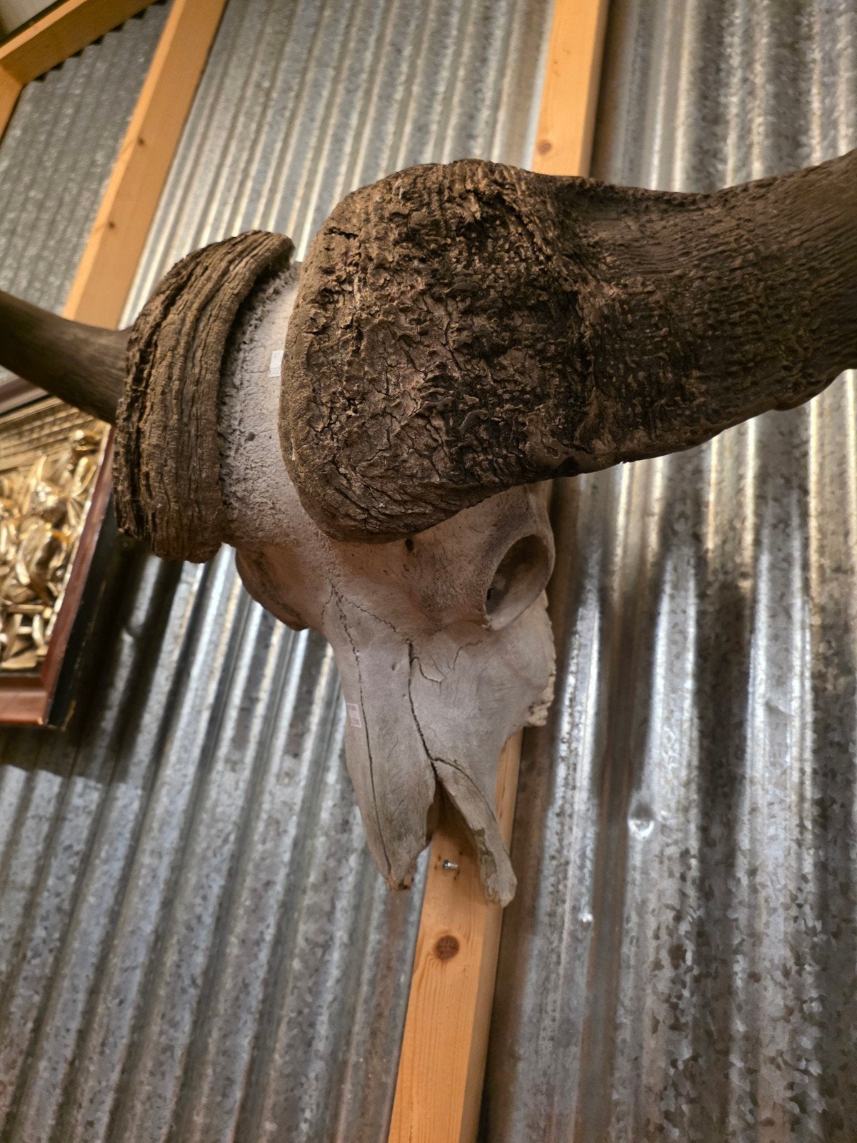 Afrikaanse koffer buffel, Ophalen, Beeldje of Figuurtje