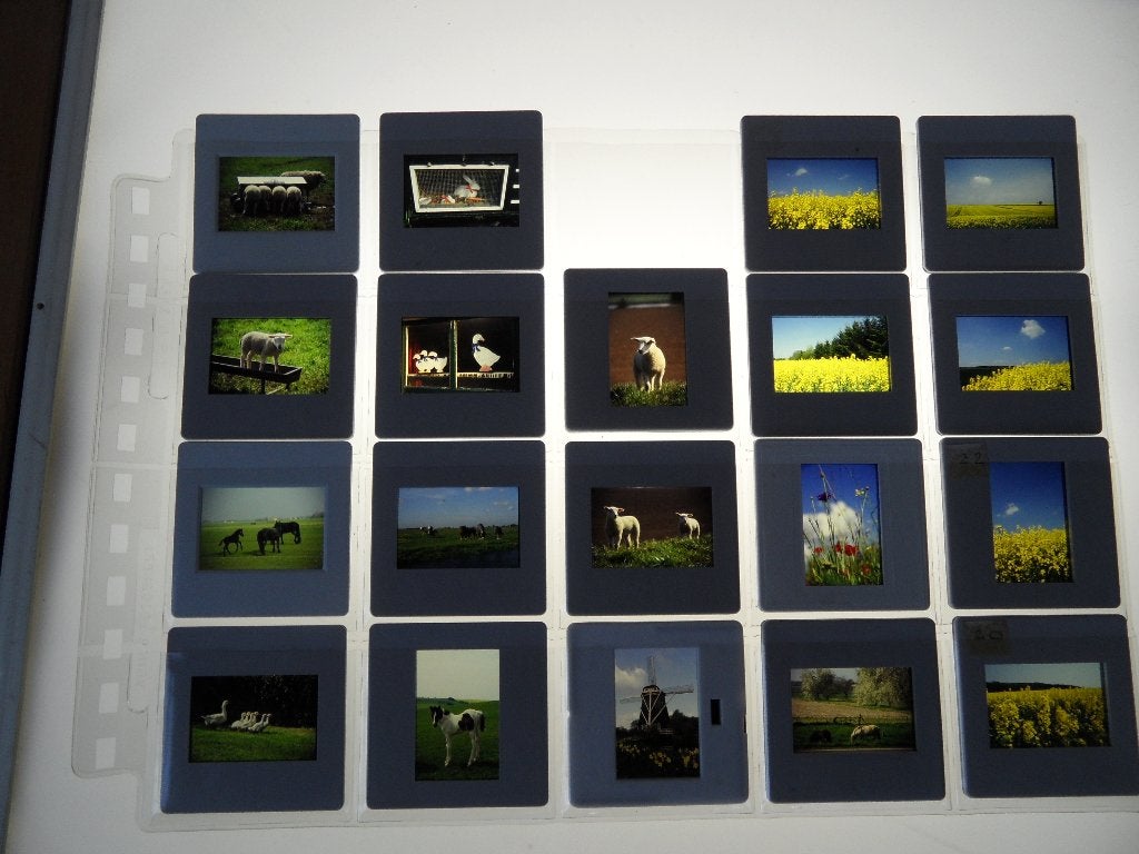 dia  19x  paard  koolzaad  schaap  konijn  molen, Verzenden, 1980 tot heden, Foto, Zo goed als nieuw