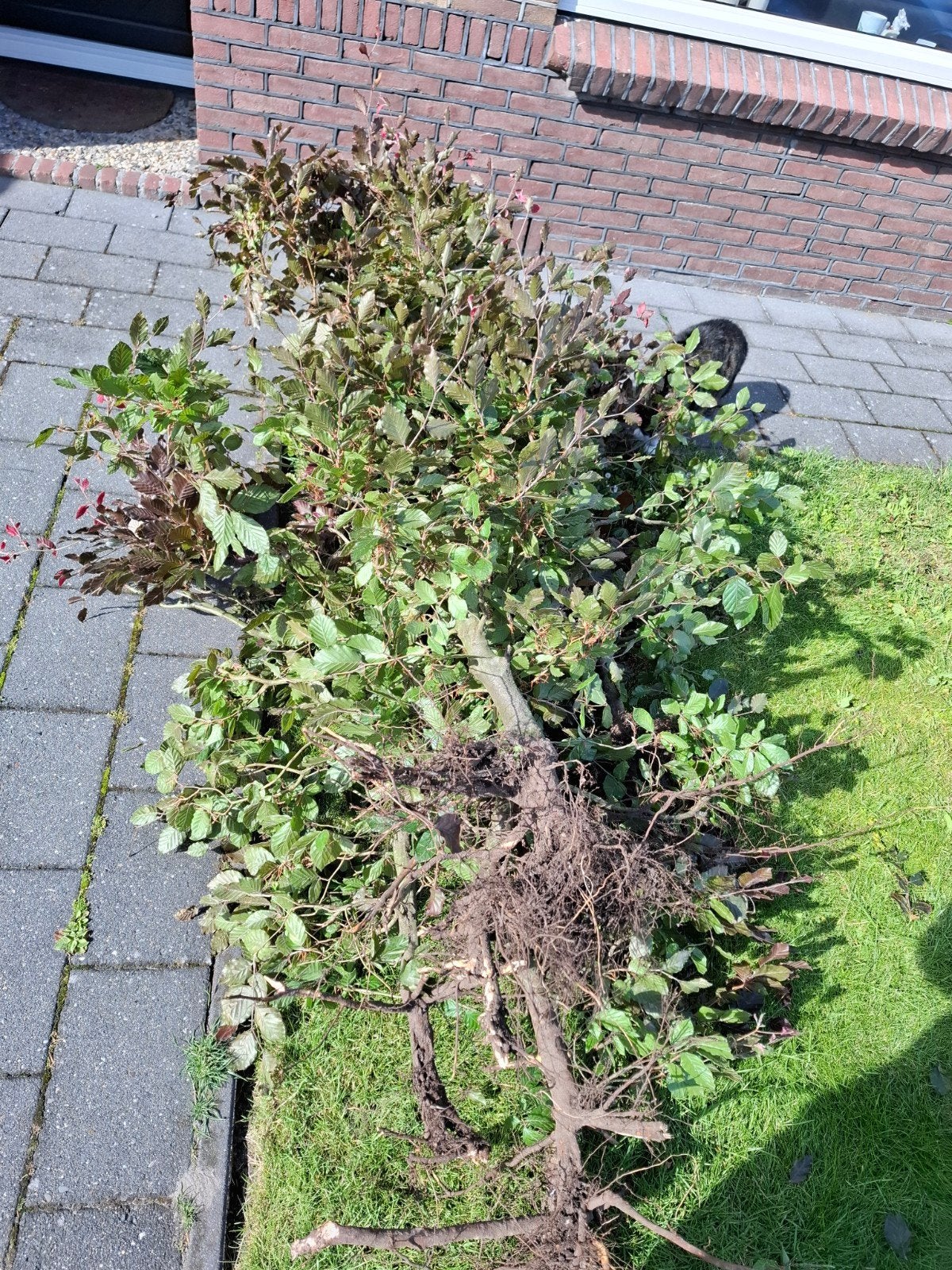 Gratis beukenhaag, Ophalen of Verzenden, Bloeit niet, Halfschaduw, Overige soorten