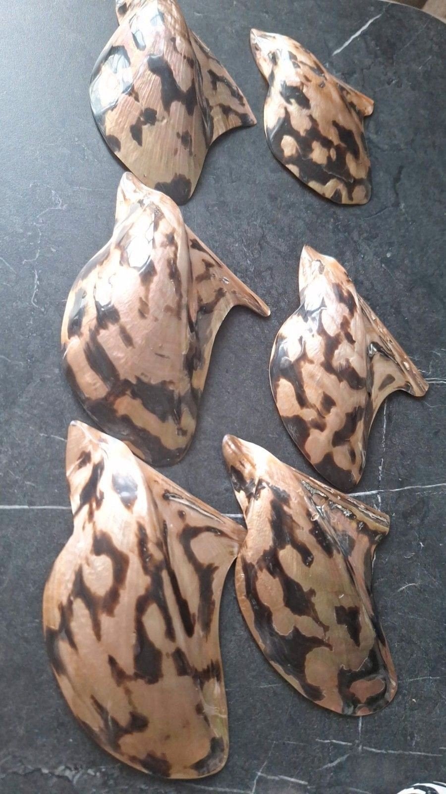 hele mooie platte parelmoer schelpen met tijger motief, Ophalen of Verzenden, Schelp(en)