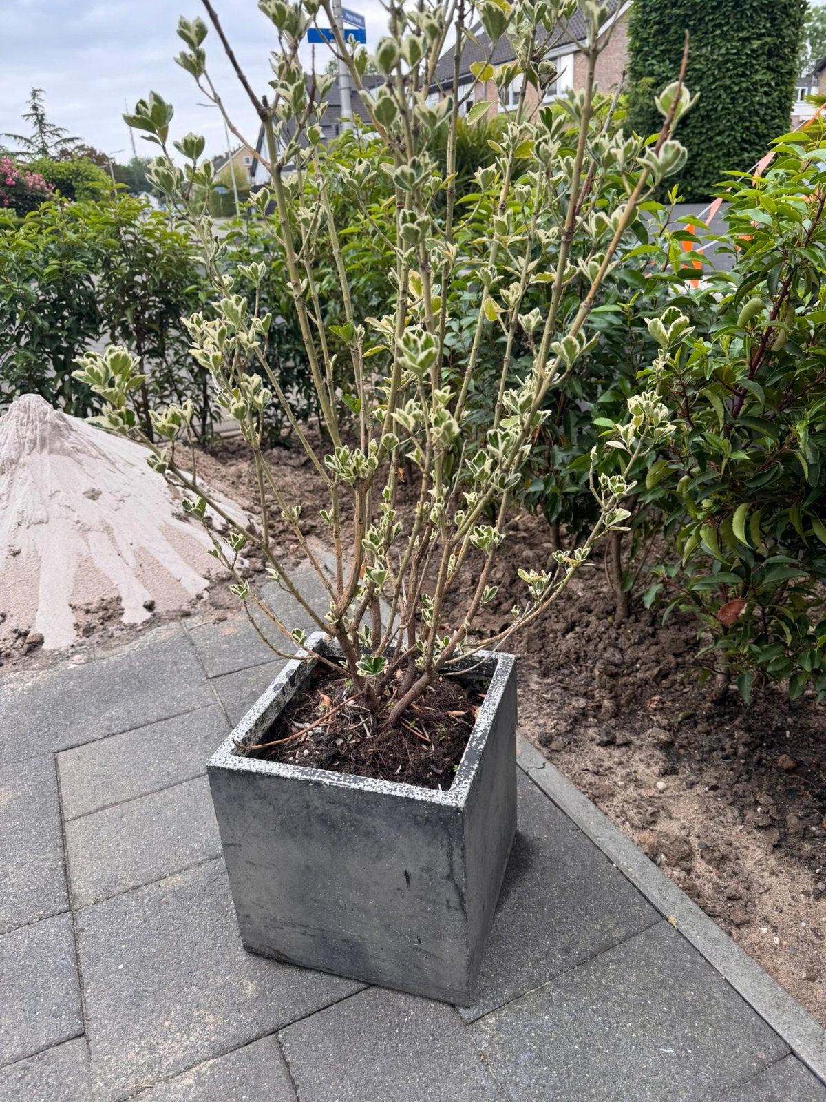 Mooie plantenbak met Kardinaalshoed, Ophalen, Vaste plant, Overige soorten, Volle zon