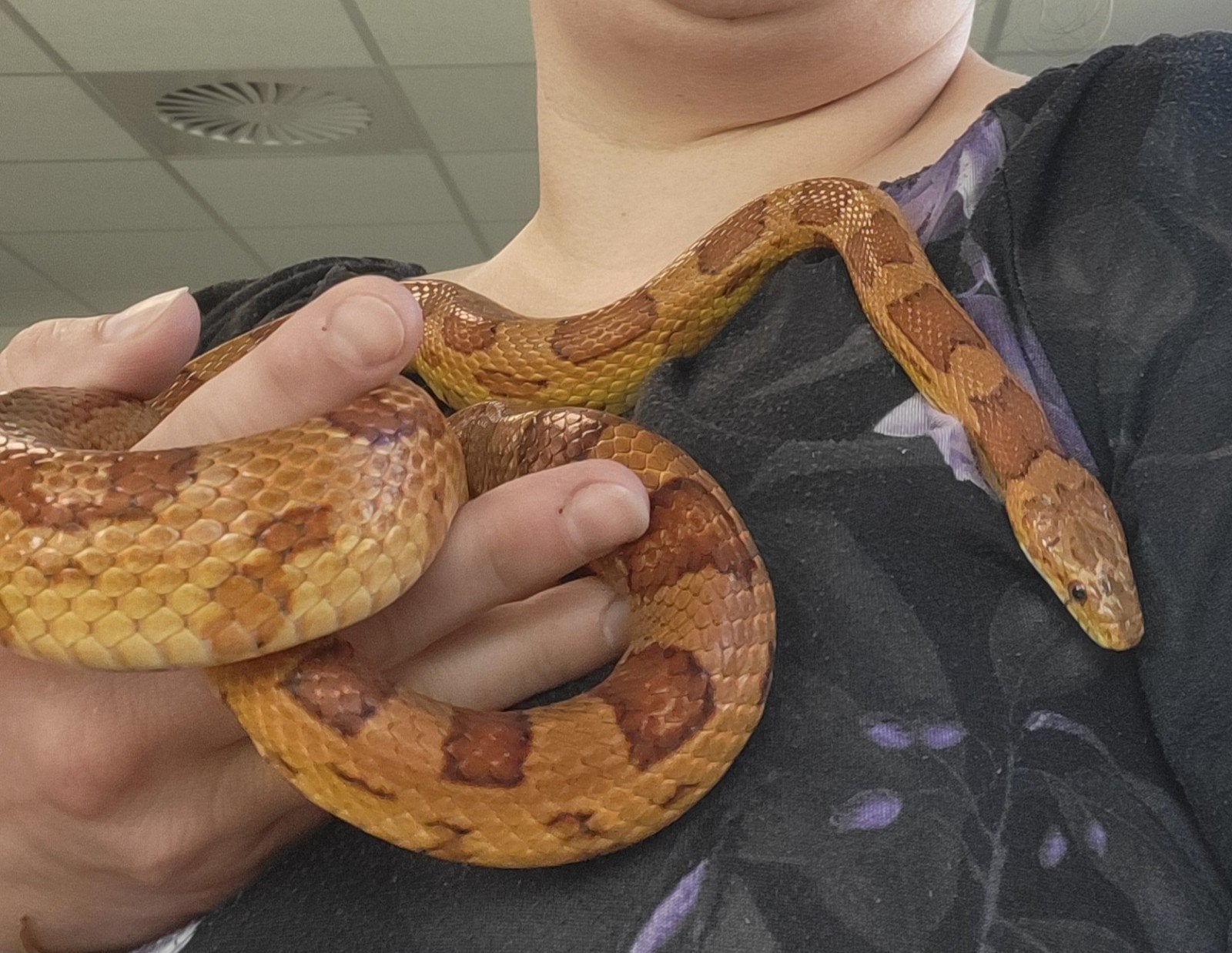 Jonge rattenslangen/korenslangen Corn Snake photo 17
