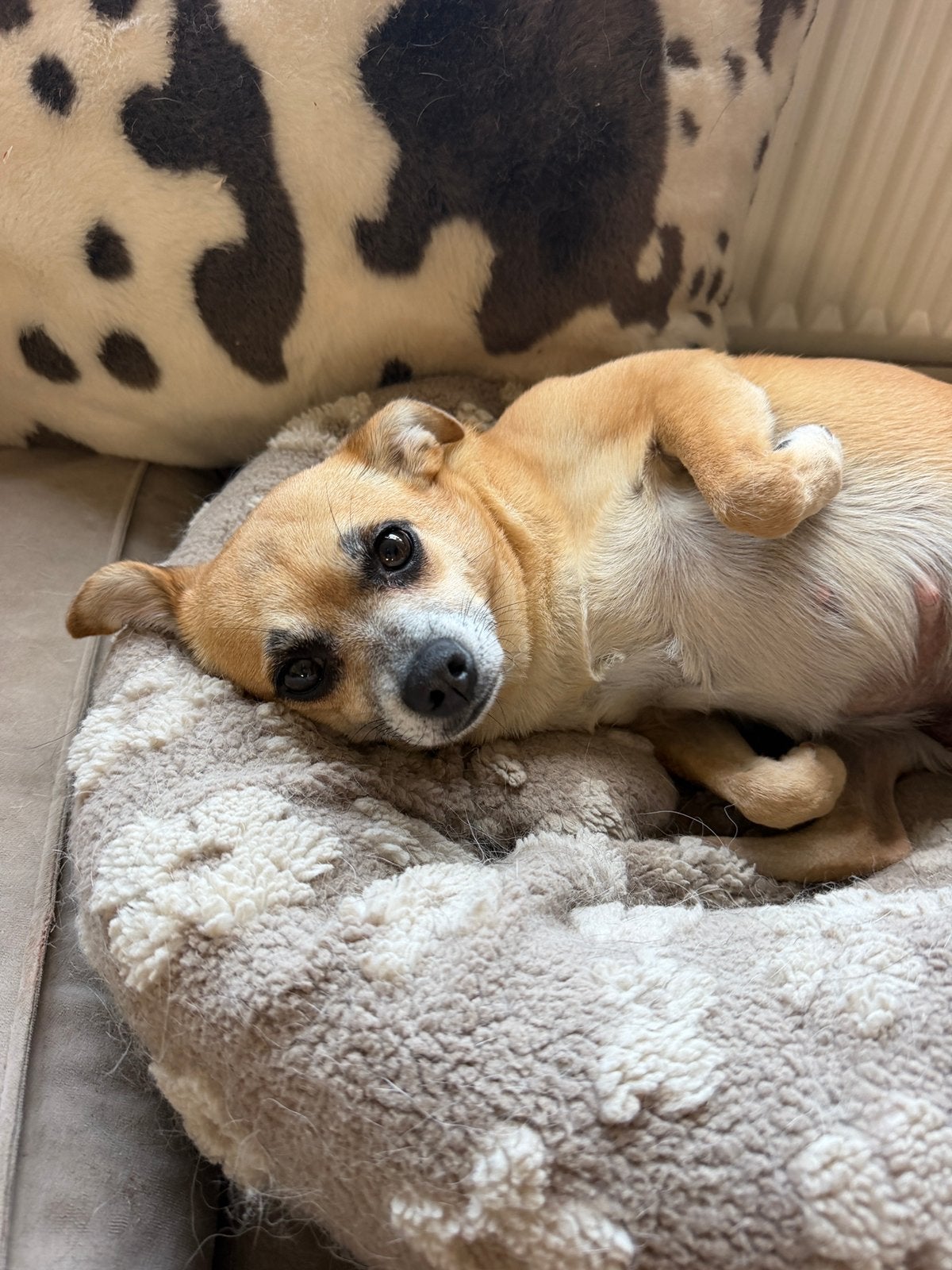 Ruby klein teefje 5 jaar, Particulier, Buitenland, Teef, Eén hond