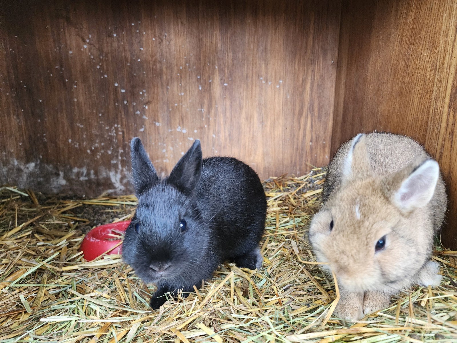 jonge konijntjes, Dieren en Toebehoren, Meerdere dieren