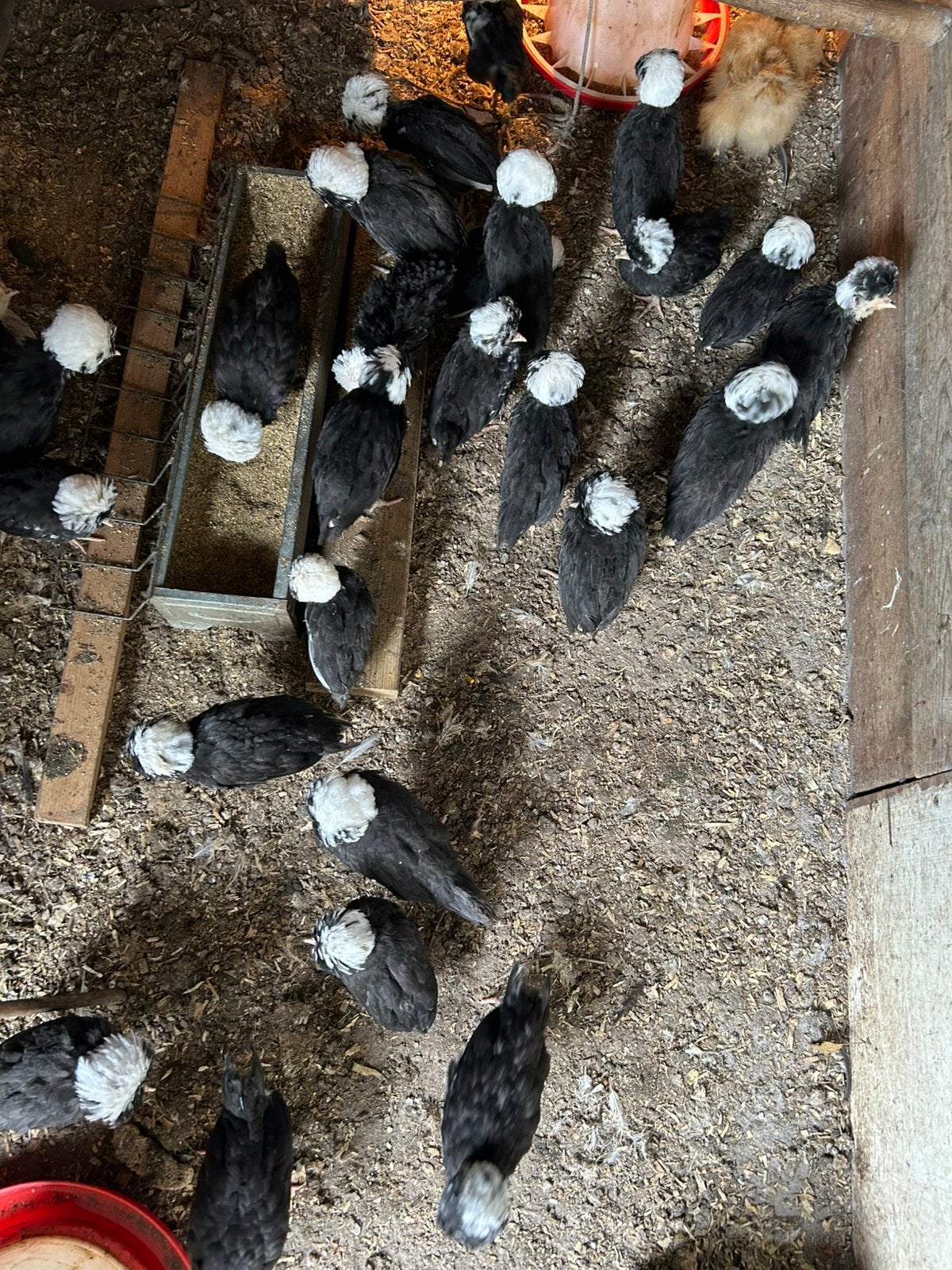 Vele Hollandse kuifhoen kuikens️, Dieren en Toebehoren, Pluimvee, Geslacht onbekend, Kip