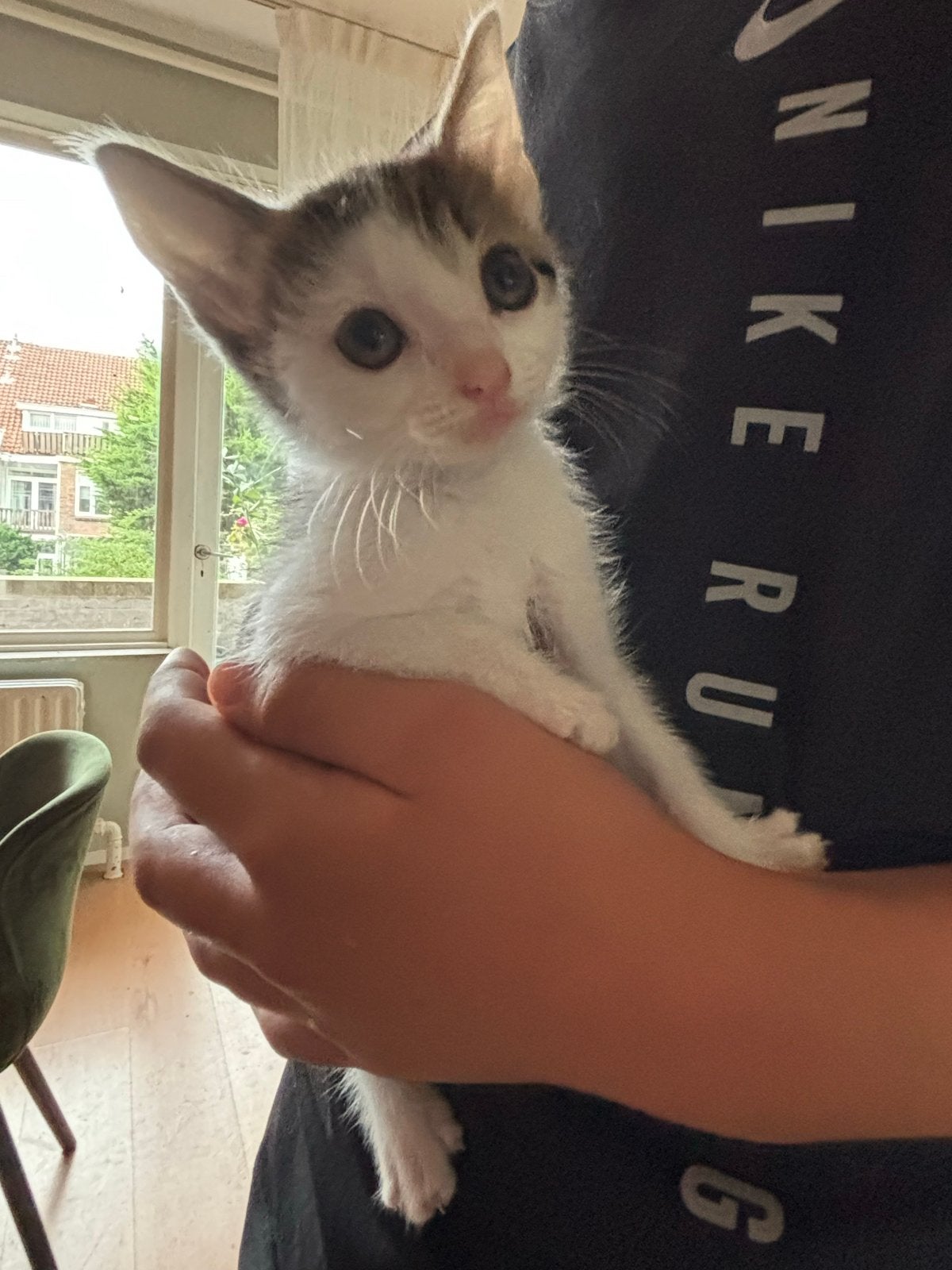 Kittens