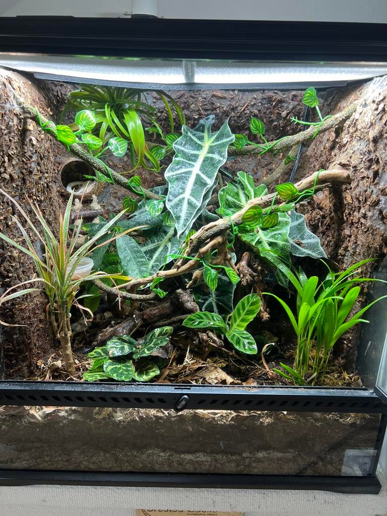 Wimpergekko inclusief terrarium, Dieren en Toebehoren, Ophalen, Terrarium of Paludarium