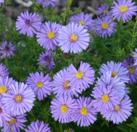 Zomer Aster 'Mittelmeer', lila bloeiend, vaste plant, BIO, Tuin en Terras, Planten | Tuinplanten, Volle zon, Vaste plant, Zomer