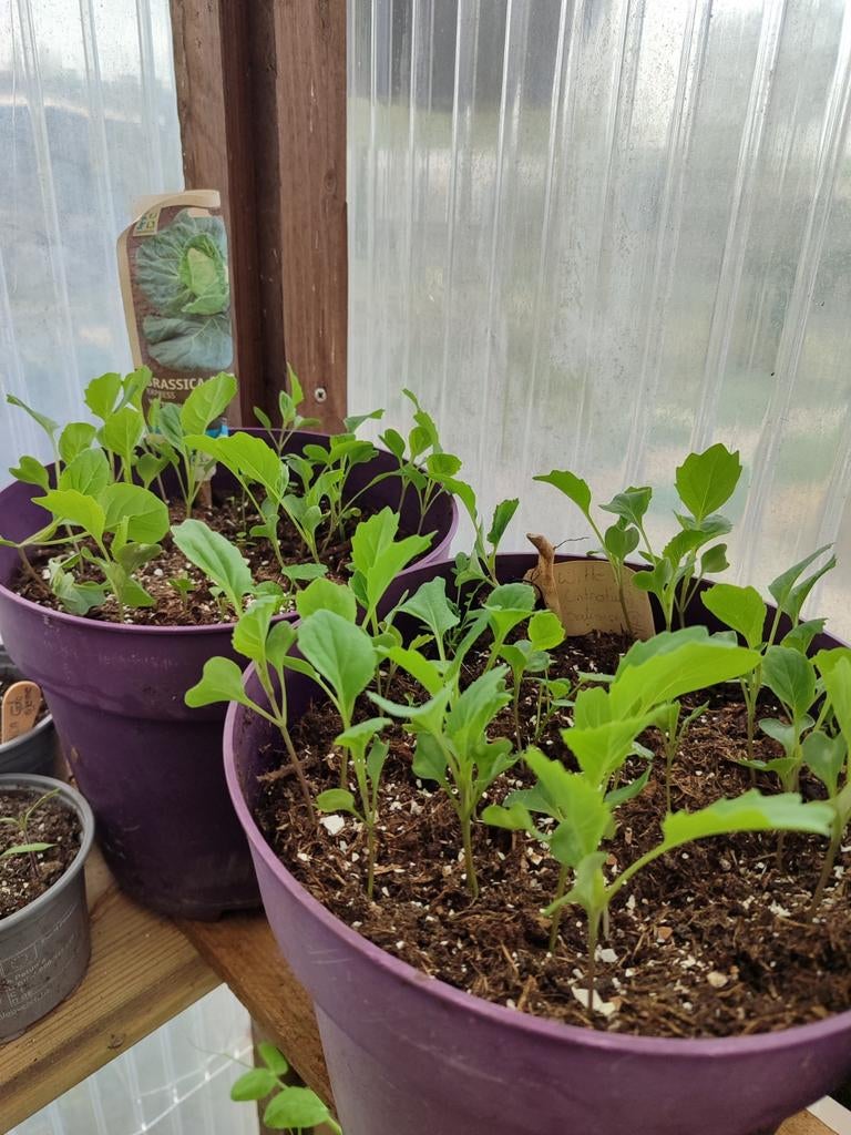 Witte kool plantjes BIO - perfect voor jouw moestuin!, Ophalen, Volle zon, Groenteplanten, Eenjarig