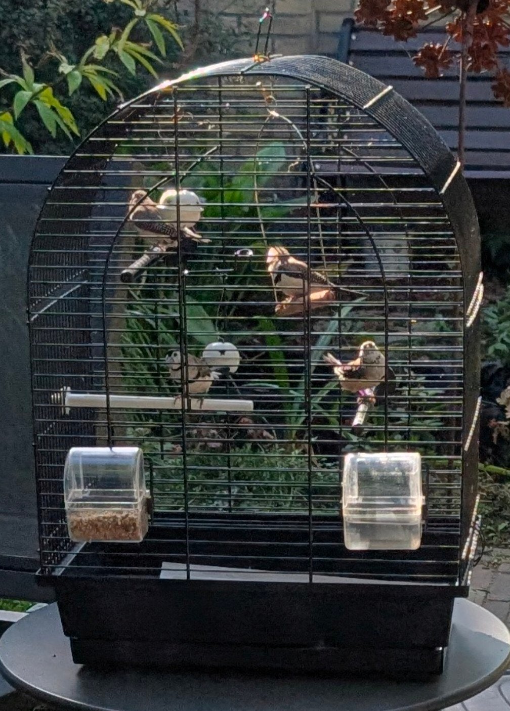 Bichenow Astrilde, Meerdere dieren