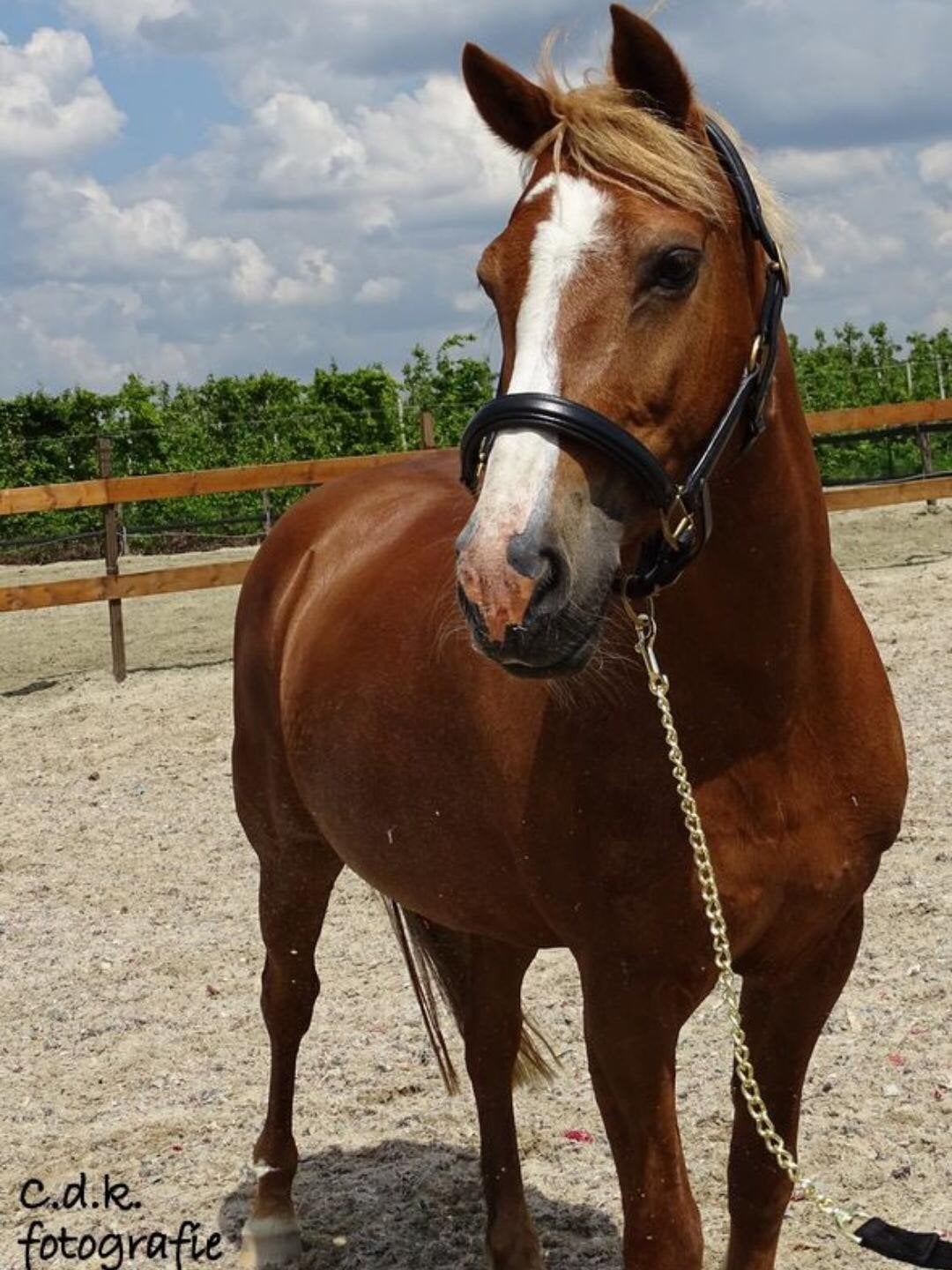 Verzorgpony aangeboden, Dieren en Toebehoren, Ophalen of Verzenden