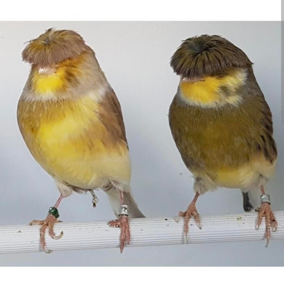 Koppel gladkop/kuif glosterkanaries gezocht, Dieren en Toebehoren, Vogels | Kanaries, Meerdere dieren, Postuurkanarie