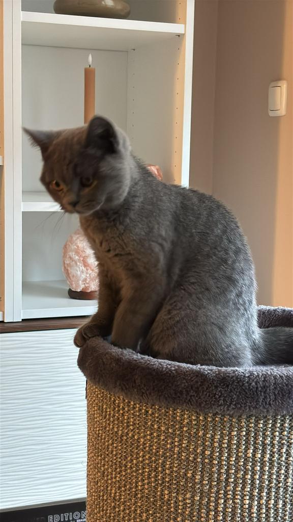 British shorthair kitten, Dieren en Toebehoren, Poes