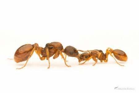Myrmica sp 3+Q + 600+ w, Dieren en Toebehoren, Mieren