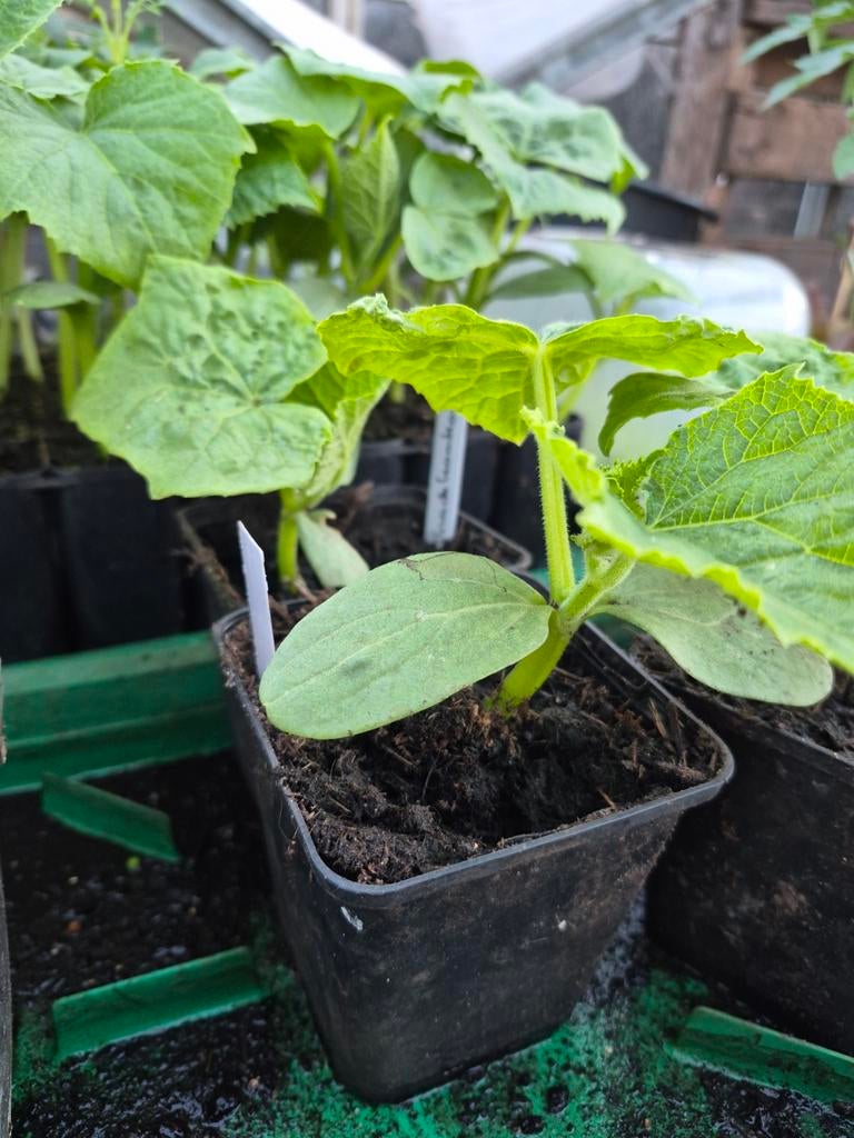 Snack komkommer, Tuin en Terras, Ophalen, Minder dan 100 cm, Overige soorten, Zomer
